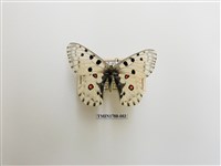 藏品(中國蝴蝶)的圖片